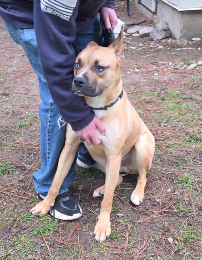 Enlarge Gunther, a Adoptable Boxer in Thompson Falls, MT image 4/4