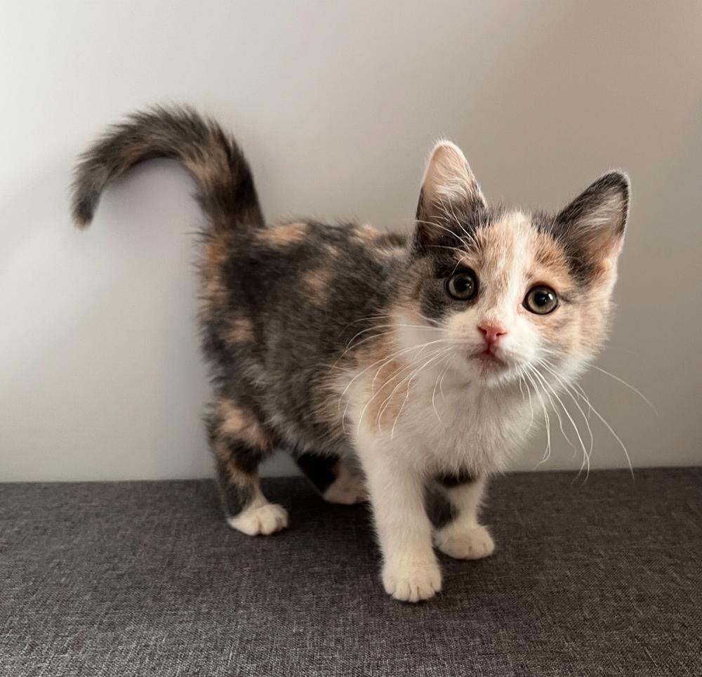 Penny, Adoptable, Kitten Female Domestic Short Hair.