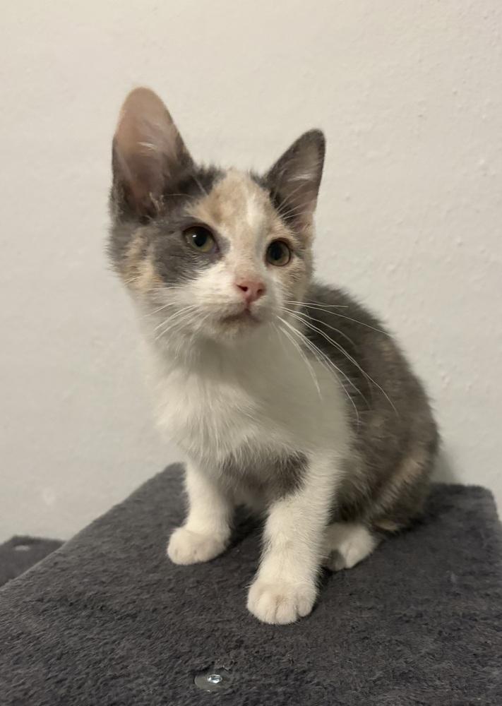 Enlarge Penny, a Adoptable Domestic Short Hair in Rochester, IN image 2/2