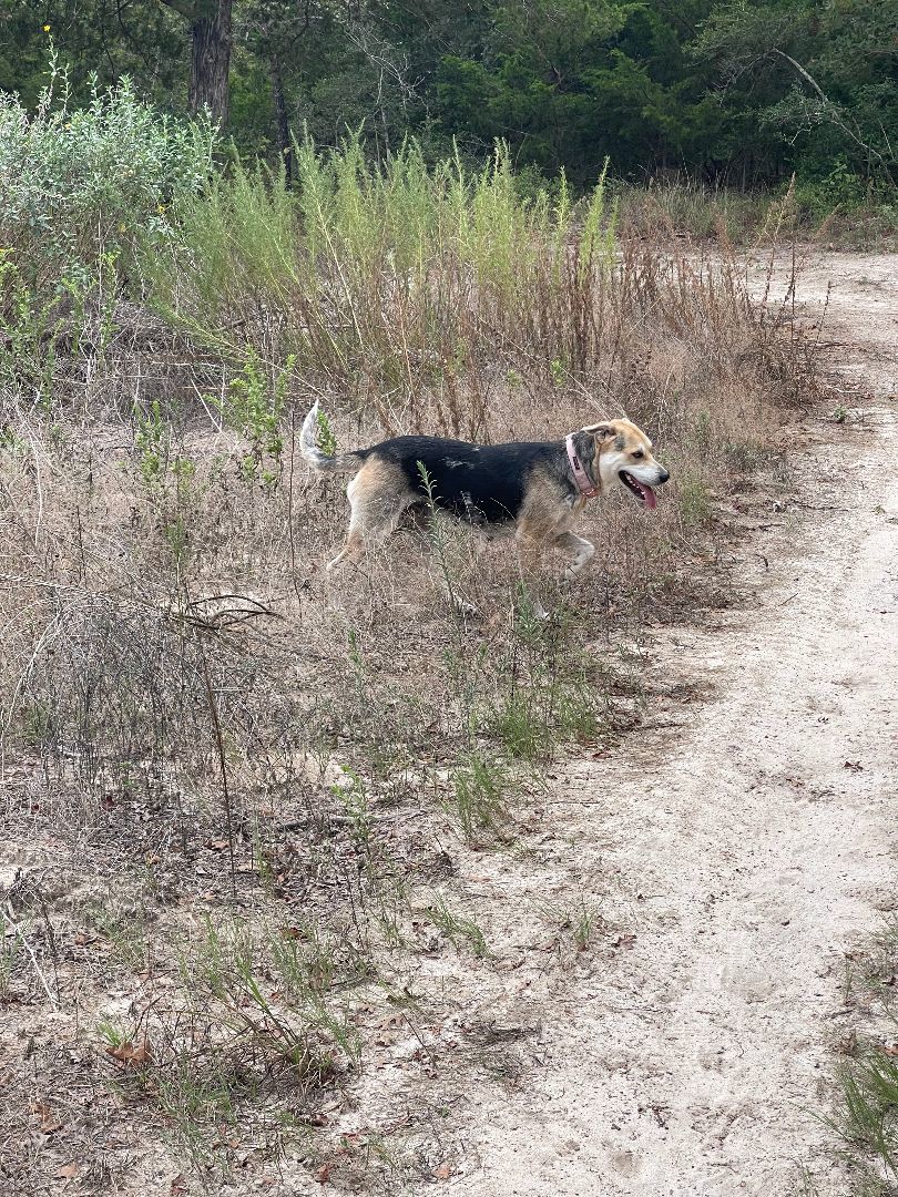 Lucy, Adopted, Senior Female Beagle & Hound.