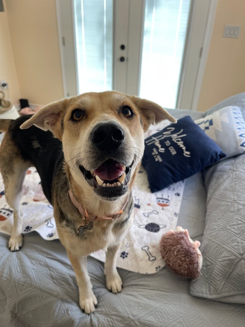 Enlarge Lucy, a Adopted mixed breed in Memphis, TN image 2/6