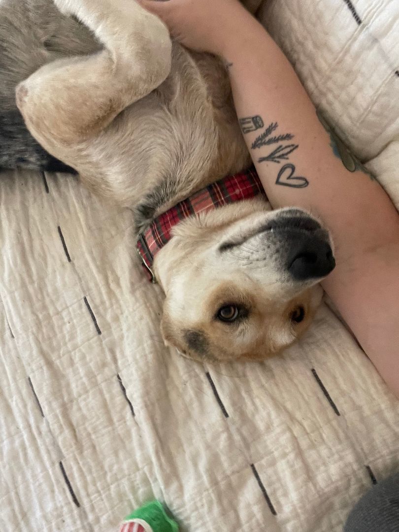 Enlarge Lucy, a Adopted mixed breed in Memphis, TN image 3/6