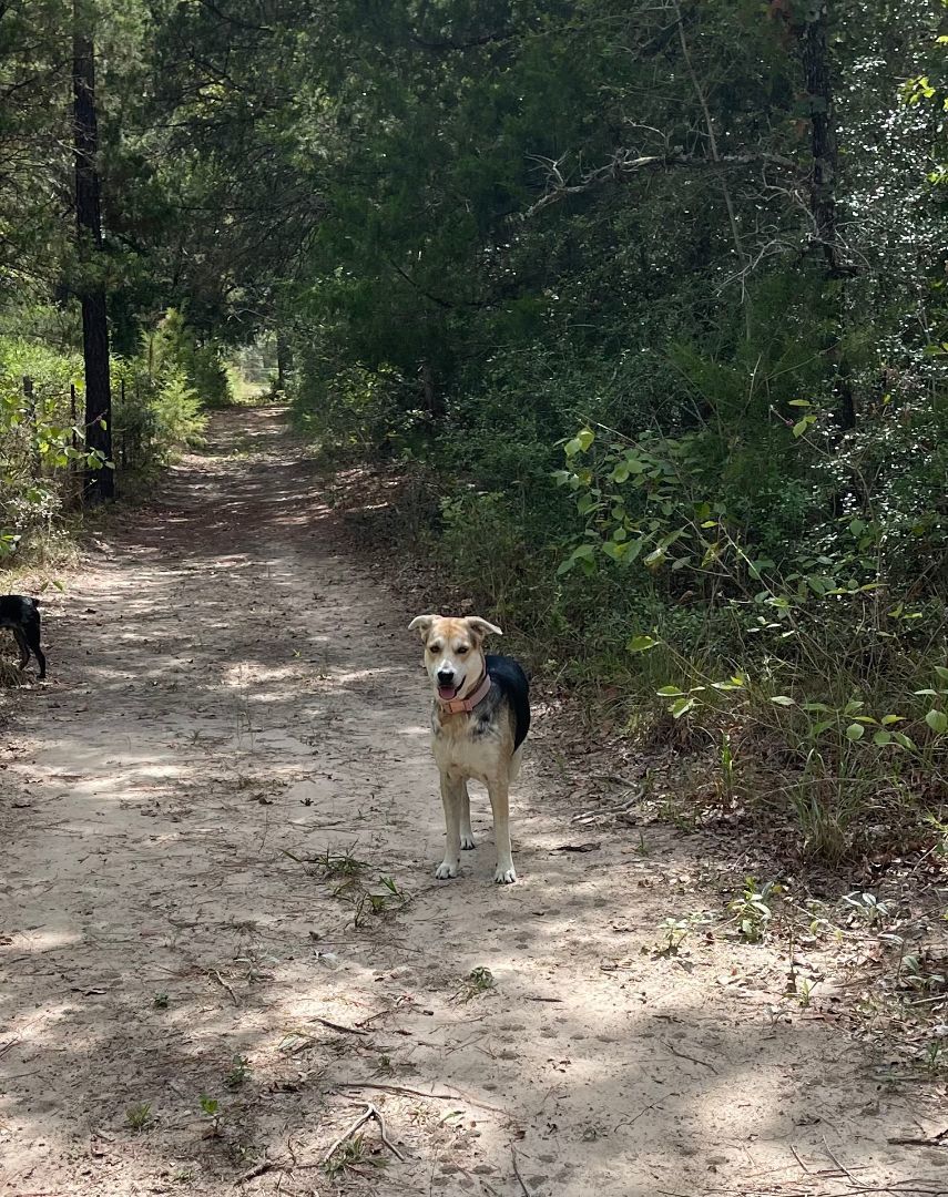 Enlarge Lucy, a Adopted mixed breed in Memphis, TN image 4/6