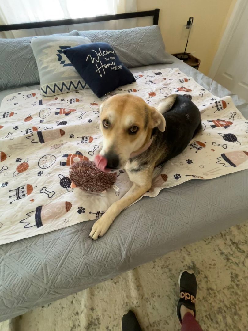 Enlarge Lucy, a Adopted mixed breed in Memphis, TN image 5/6