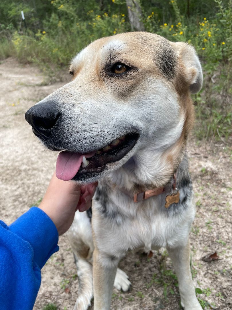 Enlarge Lucy, a Adopted mixed breed in Memphis, TN image 6/6