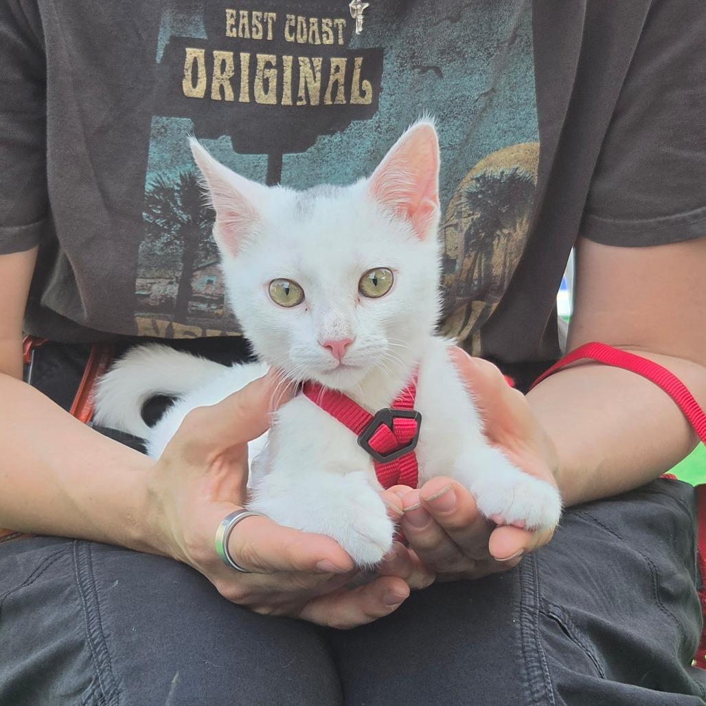 Mao Mao, Adoptable, Kitten Female Domestic Short Hair.