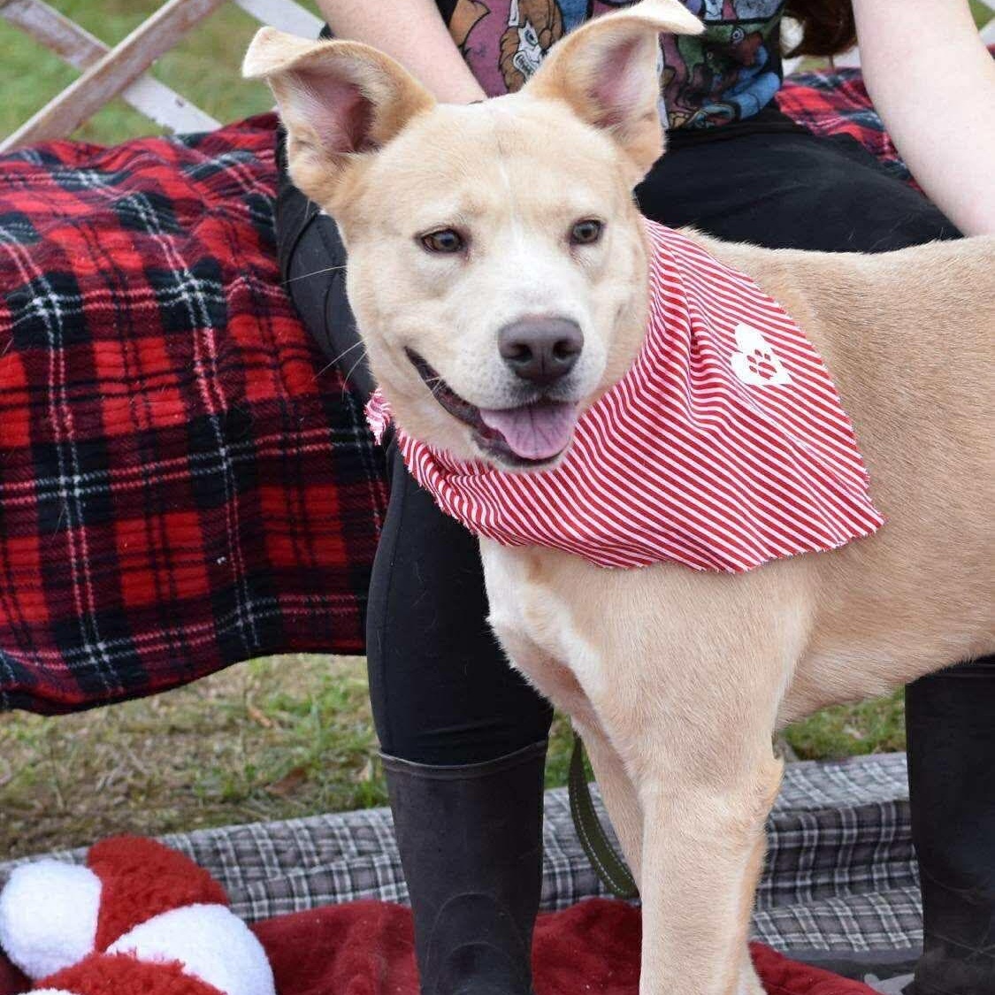Enlarge Goose , a ADOPTABLE mixed breed in Barkhamsted, CT image 4/4