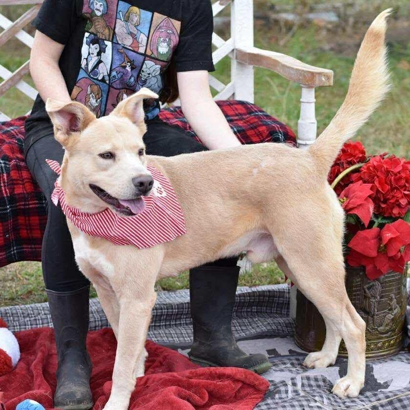 Enlarge Goose , a ADOPTABLE mixed breed in Barkhamsted, CT image 2/4