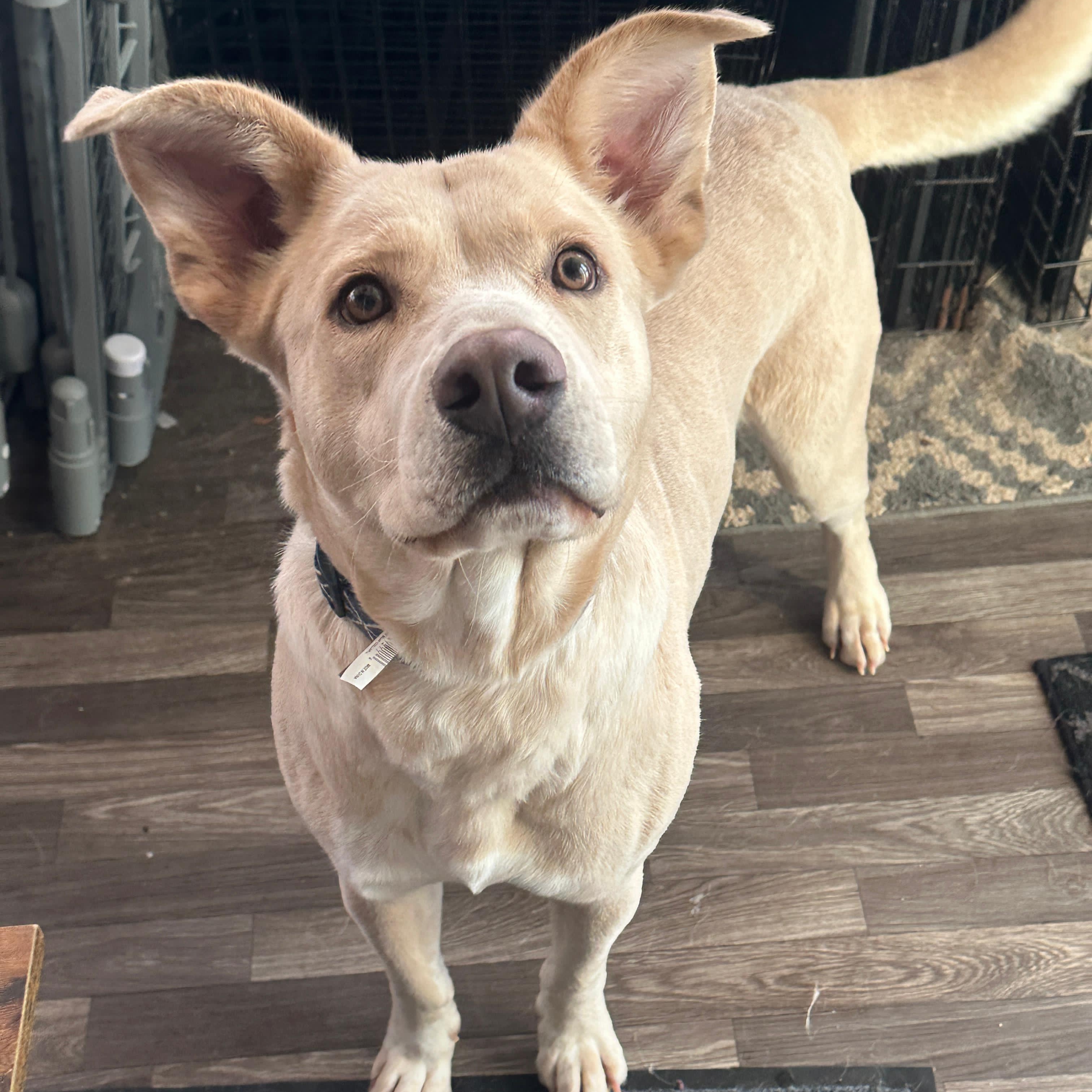 Goose , ADOPTABLE, Young Male Labrador Retriever.