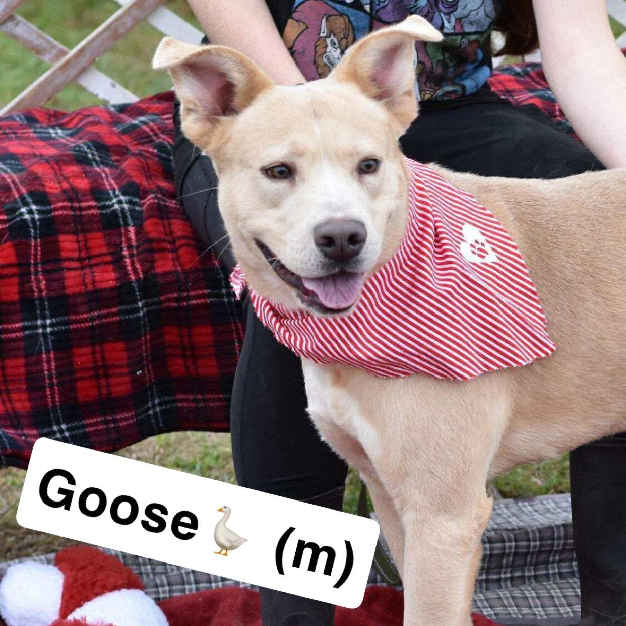 Goose , ADOPTABLE, Young Male Labrador Retriever.