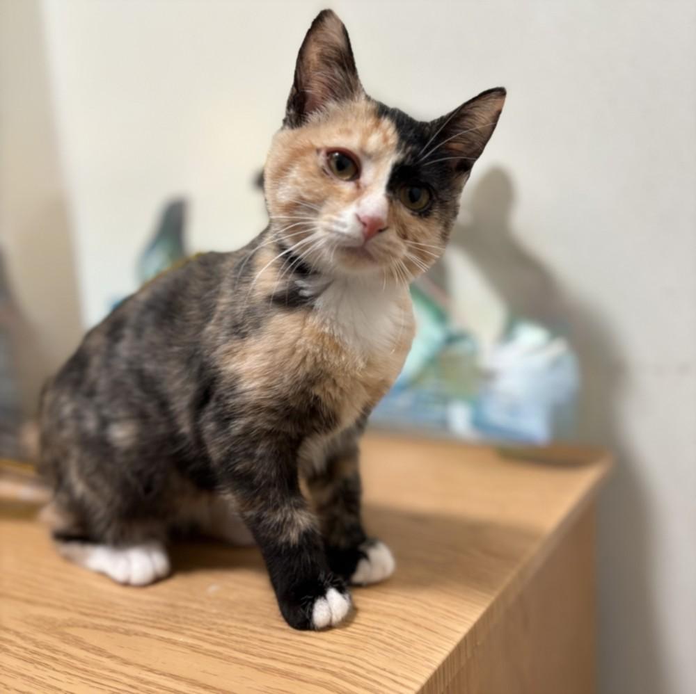 Enlarge DENISE, a Adoptable Domestic Short Hair in Olivehurst, CA image 1/1