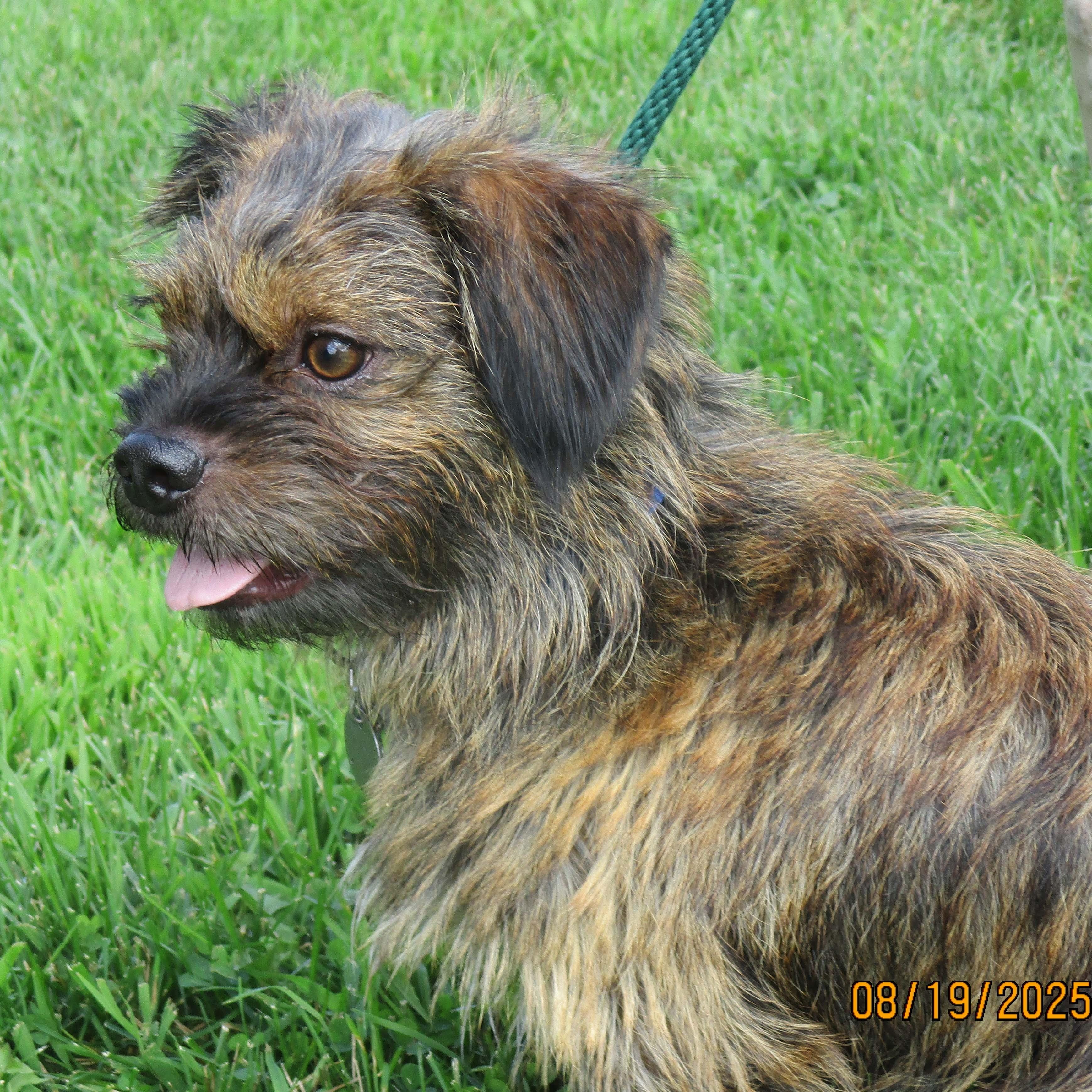 Enlarge Remi, a Adoptable mixed breed in White Bear Lake, MN image 4/6