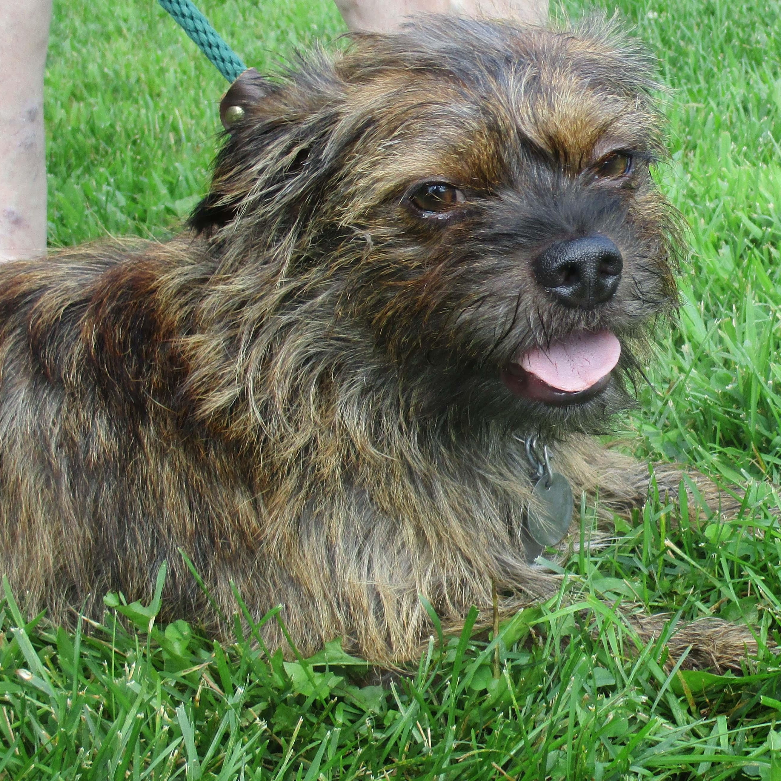 Enlarge Remi, a Adoptable mixed breed in White Bear Lake, MN image 5/6