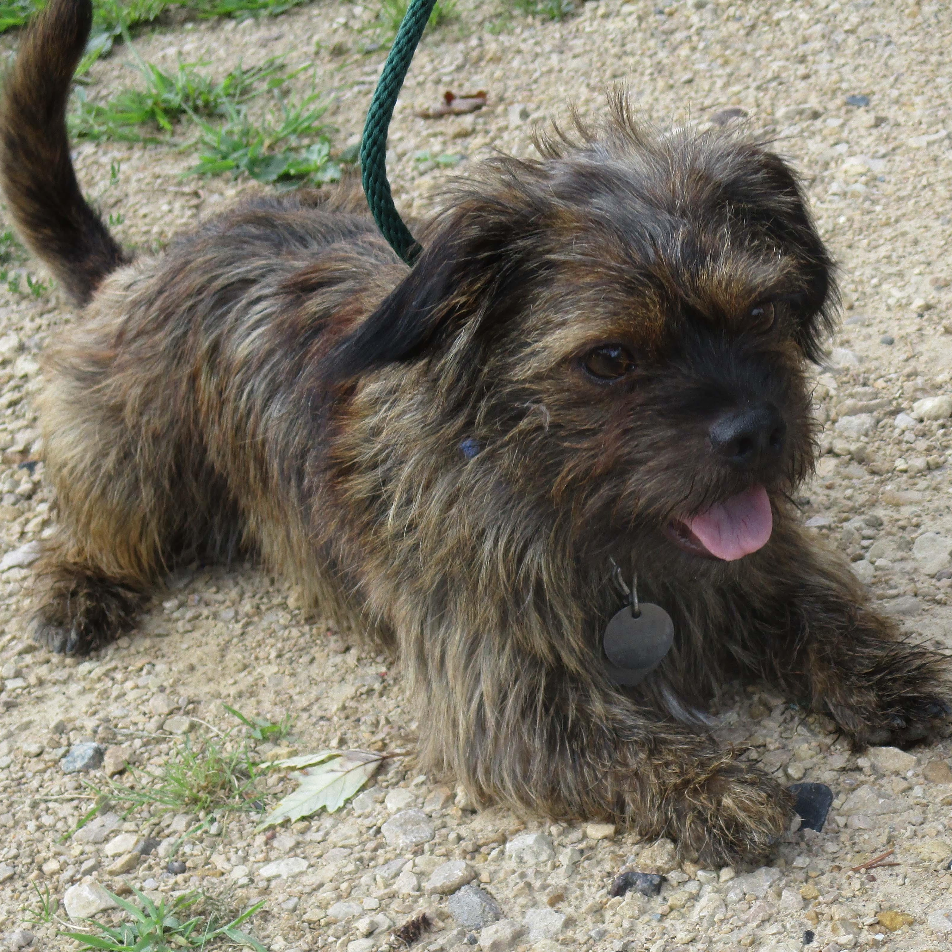 Enlarge Remi, a Adoptable mixed breed in White Bear Lake, MN image 2/6
