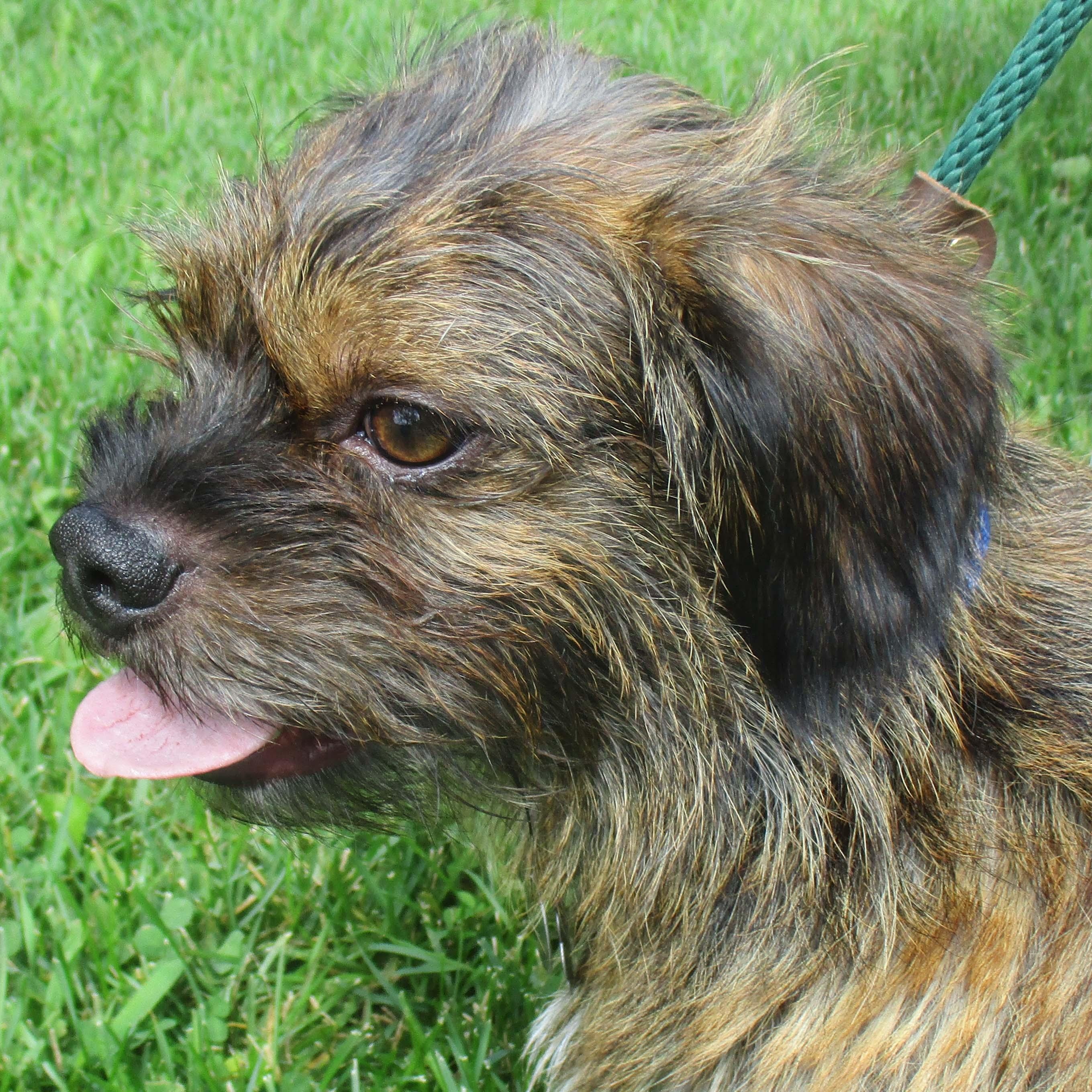 Remi, Adoptable, Adult Male Cairn Terrier.