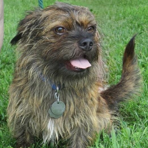 Enlarge Remi, a Adoptable mixed breed in White Bear Lake, MN image 3/6