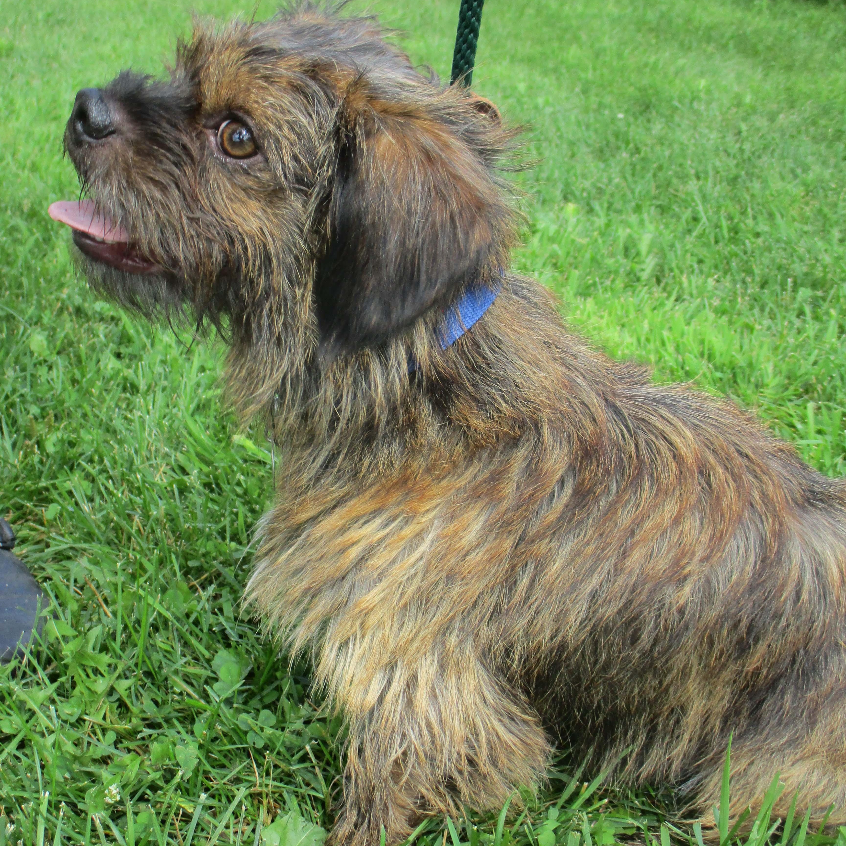 Enlarge Remi, a Adoptable mixed breed in White Bear Lake, MN image 6/6