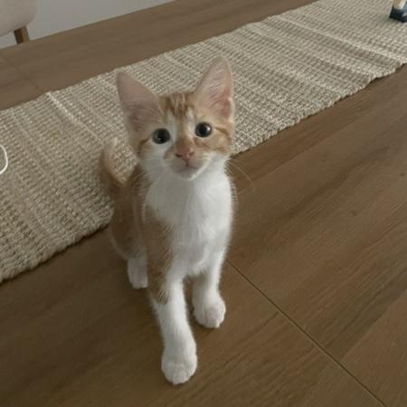 Fable, adopted, Young Female Domestic Short Hair.