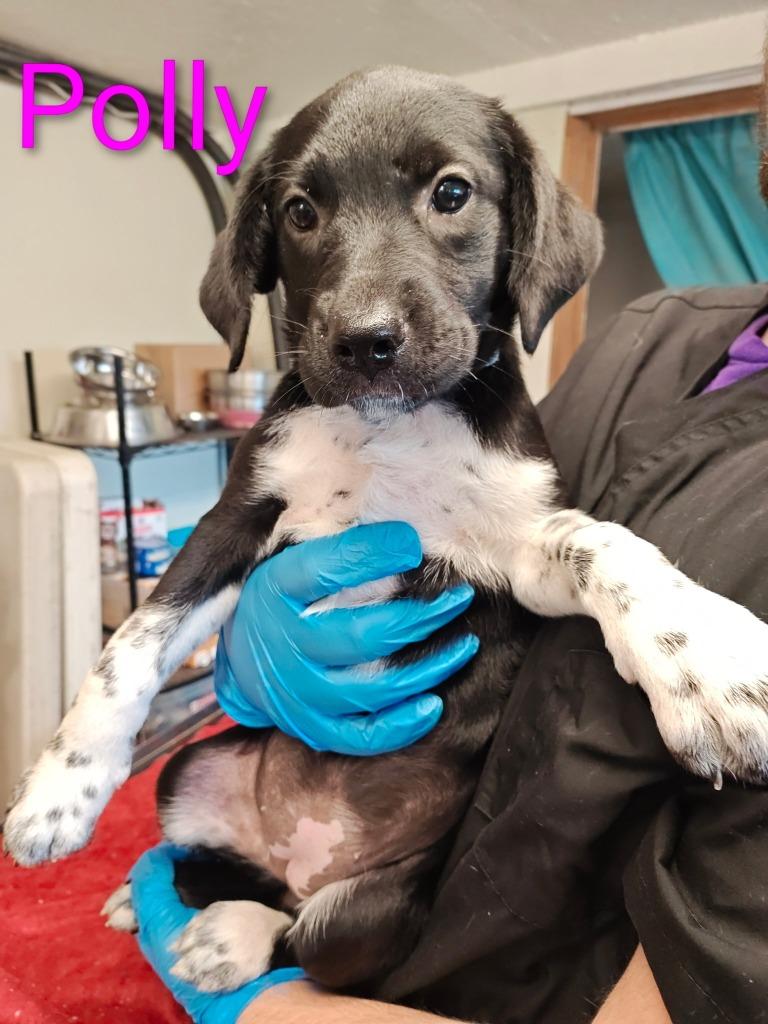 Enlarge Polly, a Adopted mixed breed in Mena, AR image 1/2