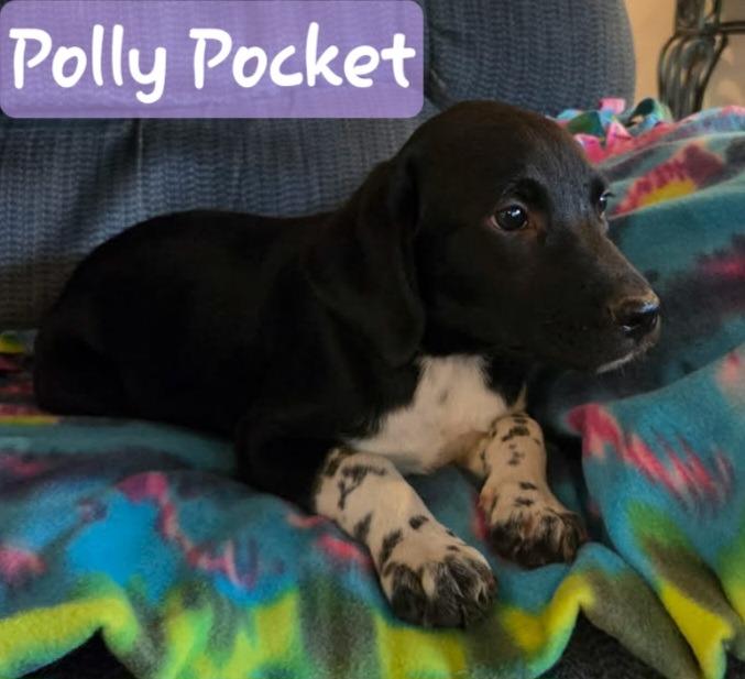Enlarge Polly, a Adopted mixed breed in Mena, AR image 2/2