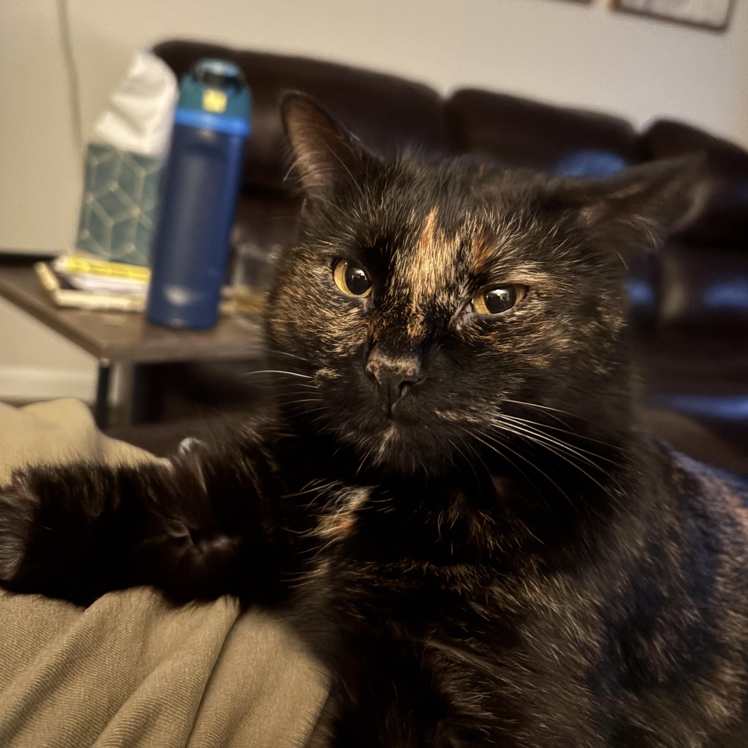 Agatha Christie, ADOPTABLE, Adult Female Tortoiseshell.