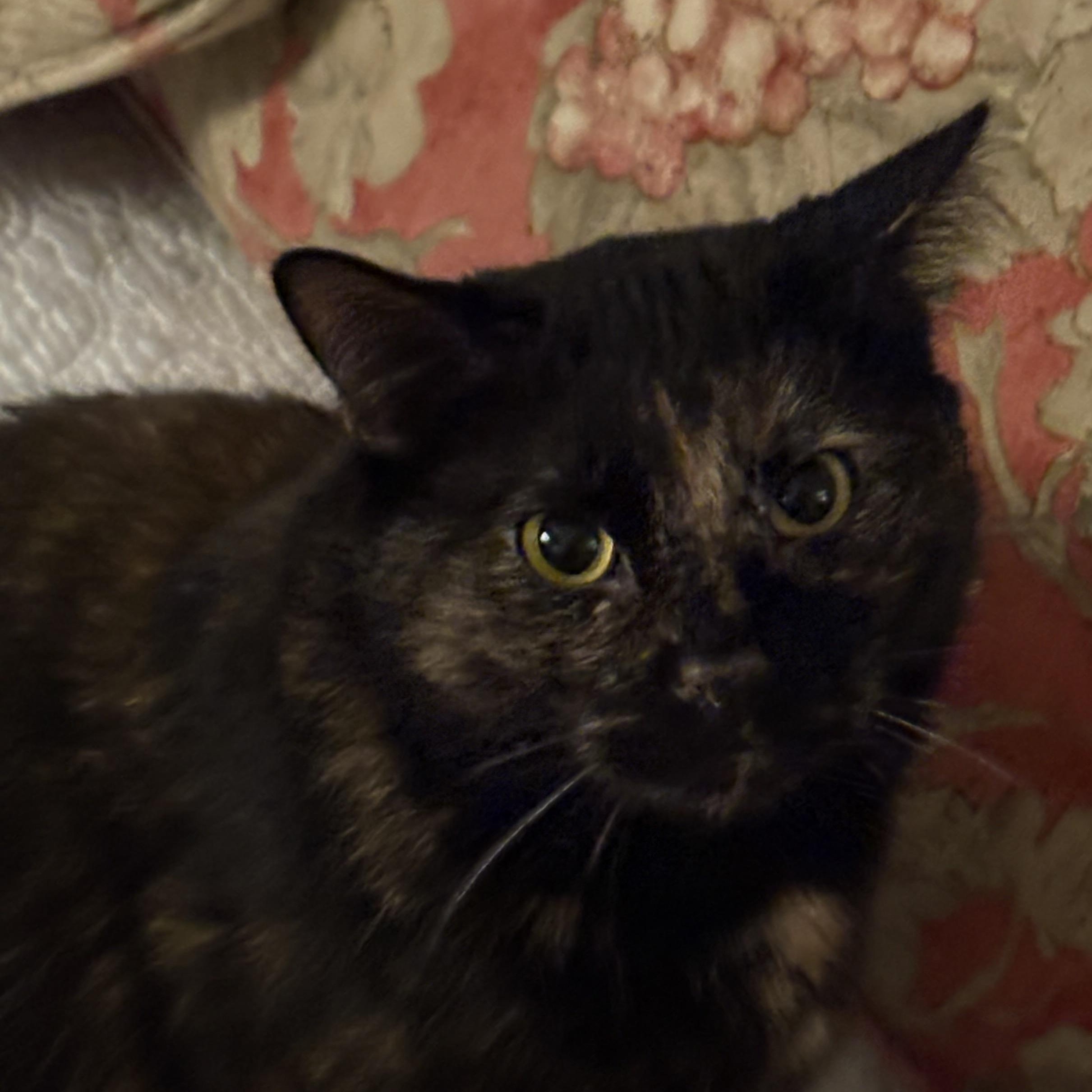Agatha Christie, a ADOPTABLE Tortoiseshell in Memphis, TN image 3/3