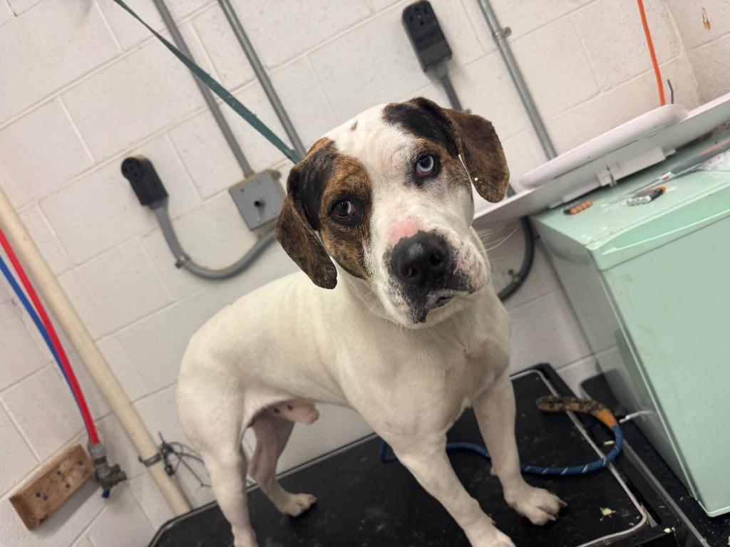 Enlarge Cleatus- Adoptable, a Adoptable Pit Bull Terrier in Chickamauga , GA image 1/1