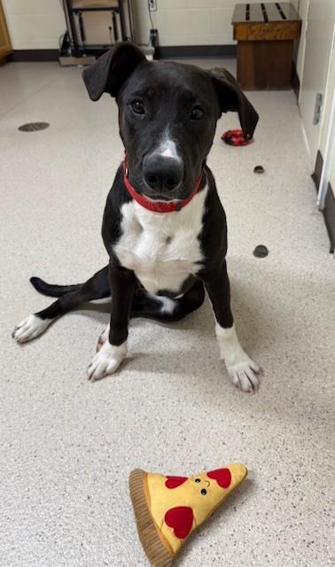 Enlarge Shuri, a Adoptable mixed breed in Willmar, MN image 1/3