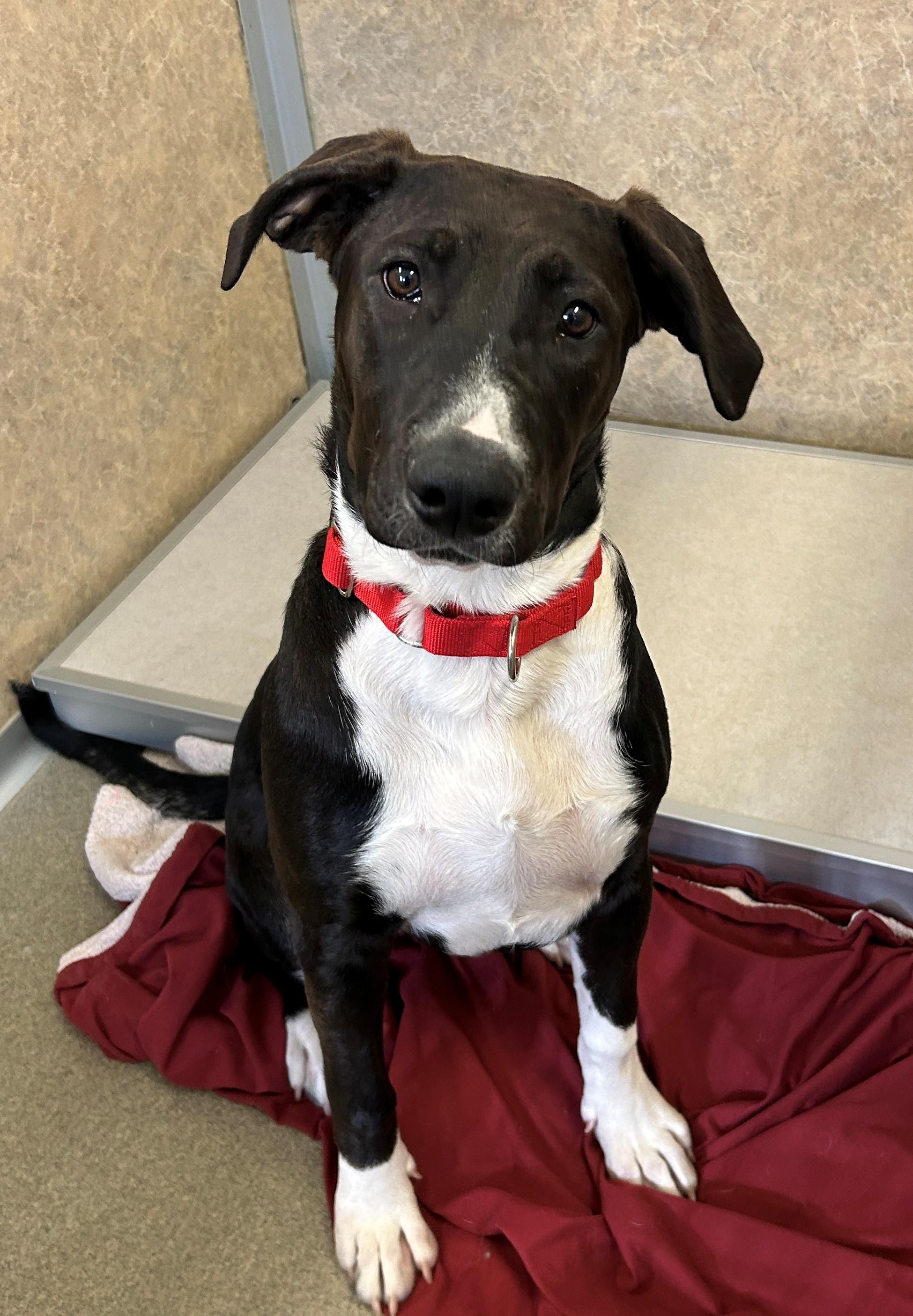 Enlarge Shuri, a Adoptable mixed breed in Willmar, MN image 2/3