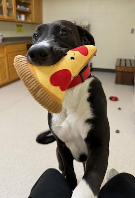 Enlarge Shuri, a Adoptable mixed breed in Willmar, MN image 3/3