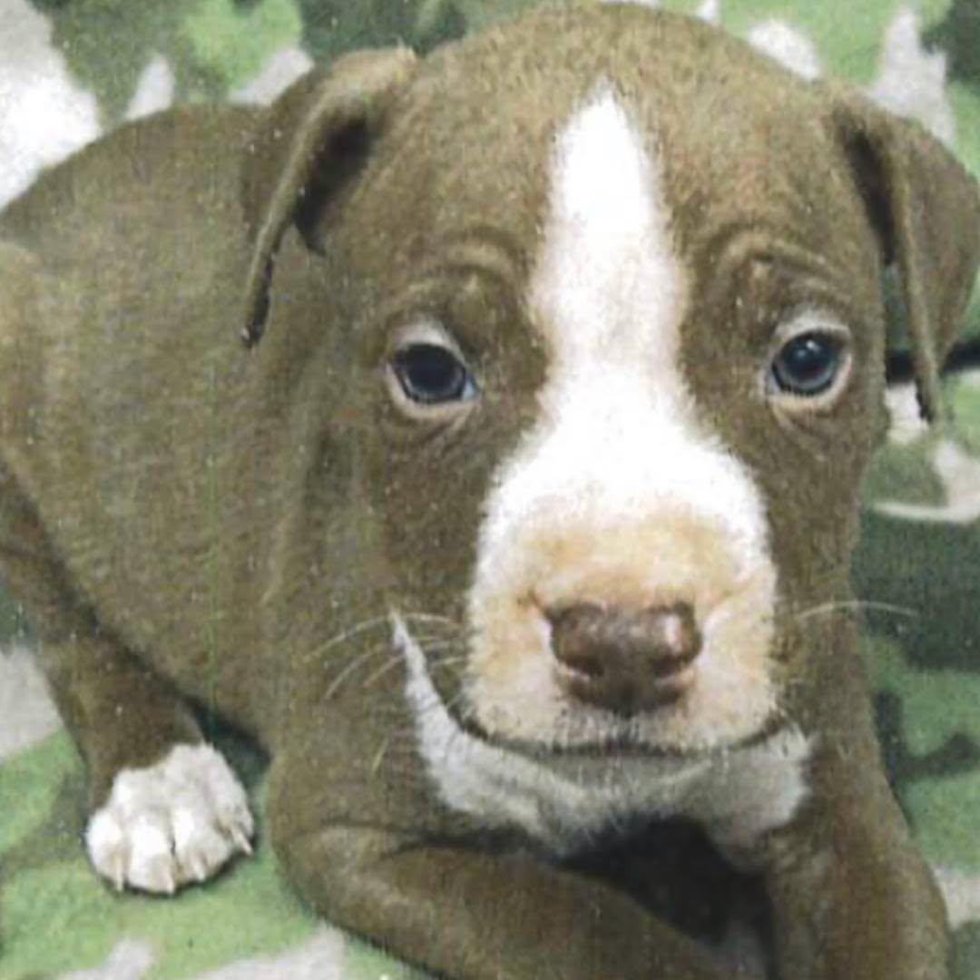 Enlarge Nigel, a Adoptable mixed breed in Waxhaw, NC image 2/2