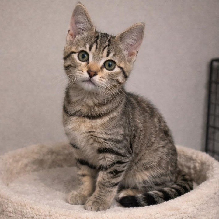 Enlarge Ember, a ADOPTABLE mixed breed in Andover, MN image 2/2