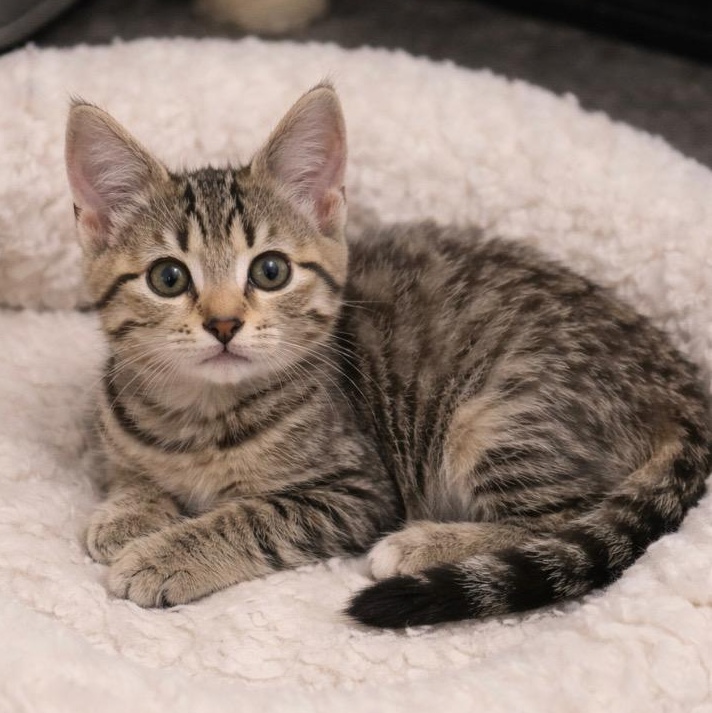 Enlarge Ember, a ADOPTABLE mixed breed in Andover, MN image 1/2