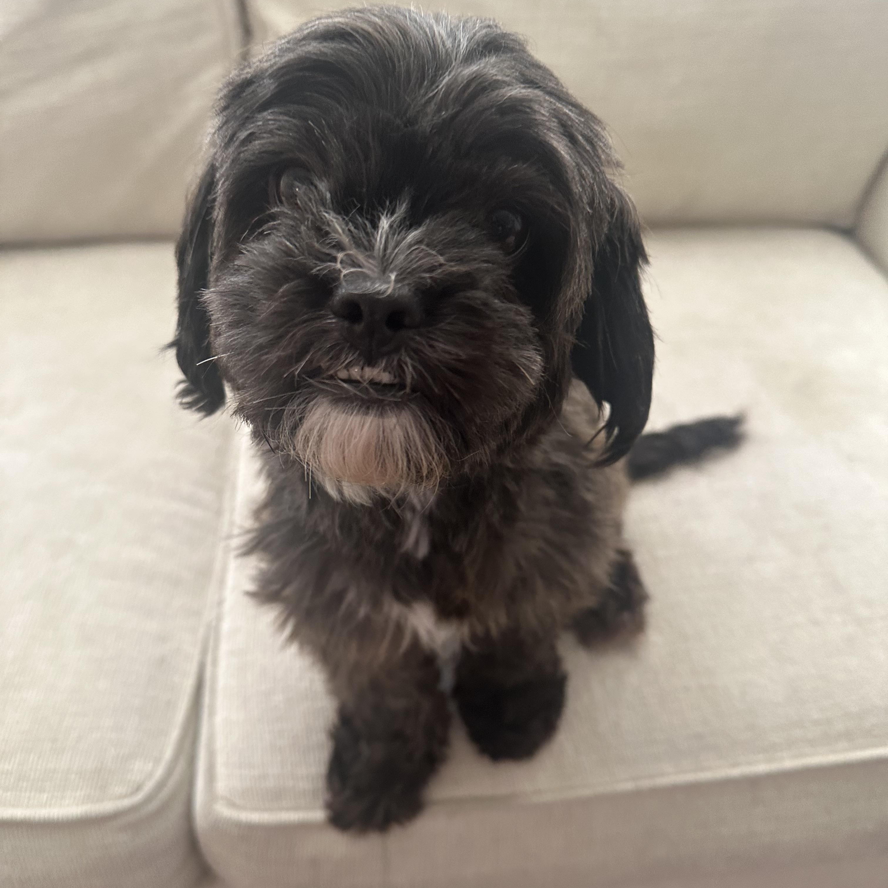 Baby, Adopted, Adult Female Shih Tzu.