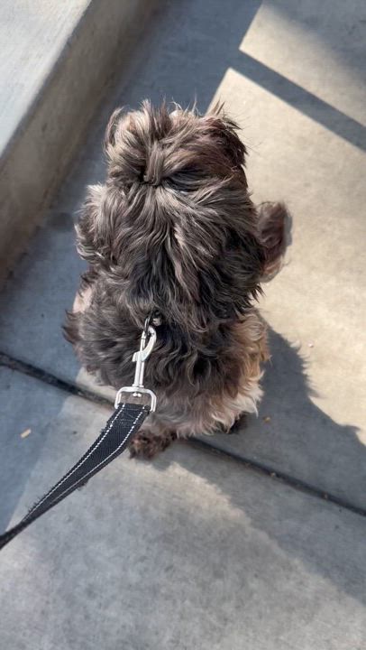 Enlarge Baby, a Adopted mixed breed in San Jose, CA video 6/6