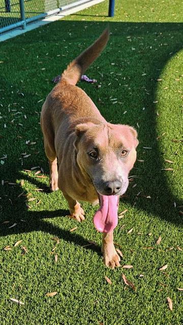 Enlarge SAWYER, a Adoptable mixed breed in Baytown, TX image 1/1