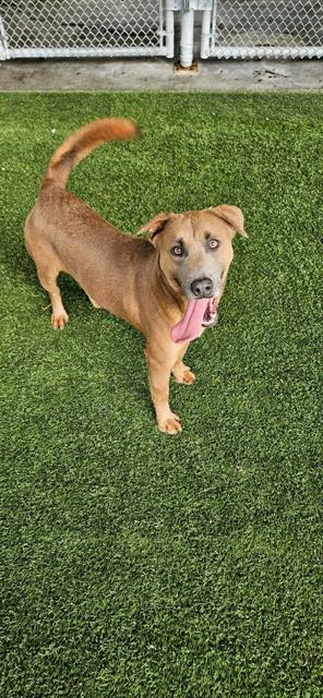 Enlarge SAWYER, a Adoptable mixed breed in Baytown, TX image 1/1