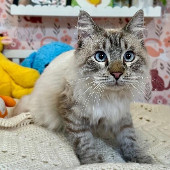 Boss Man — thumbnail 3