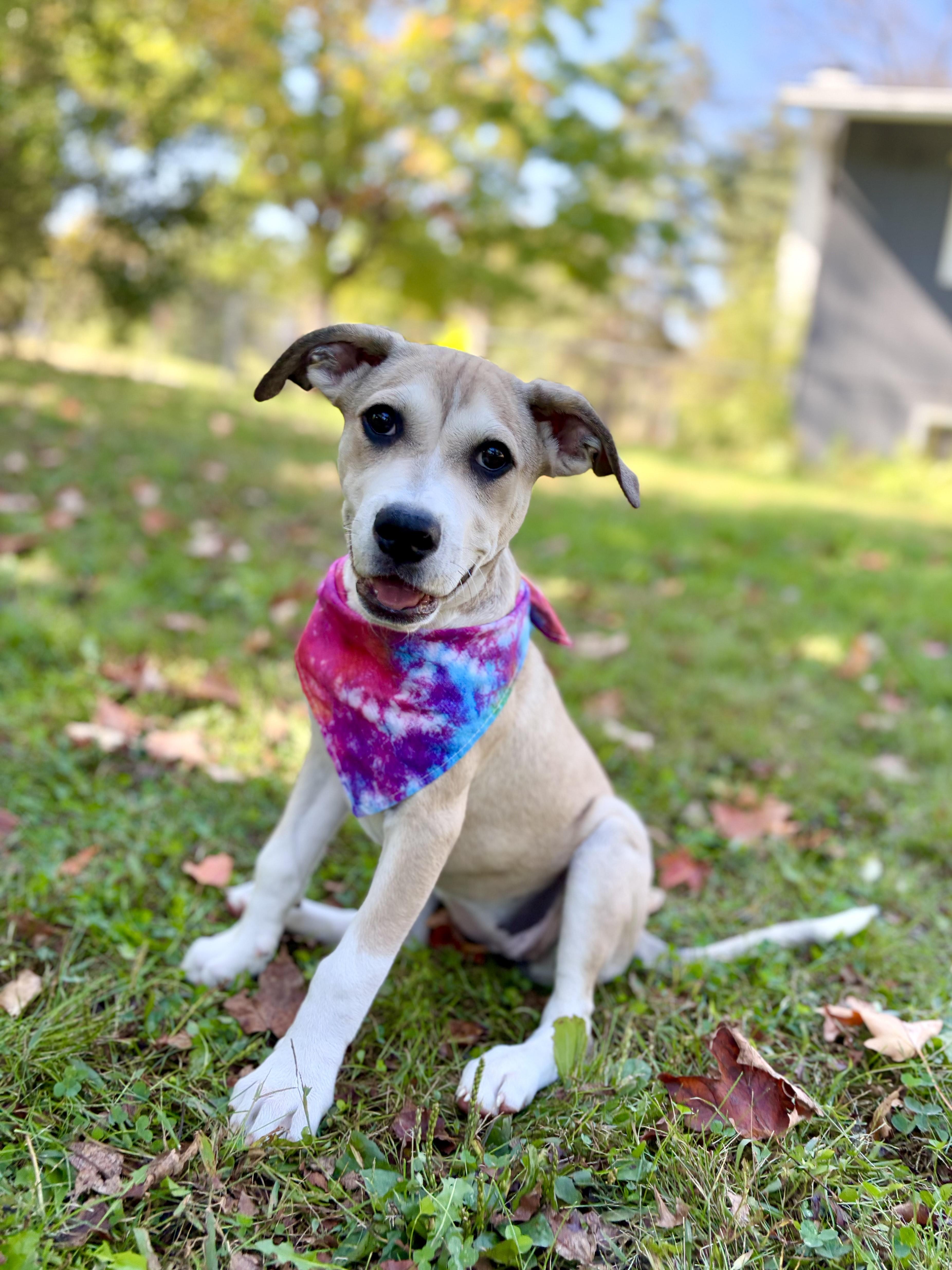 Charlie Girl