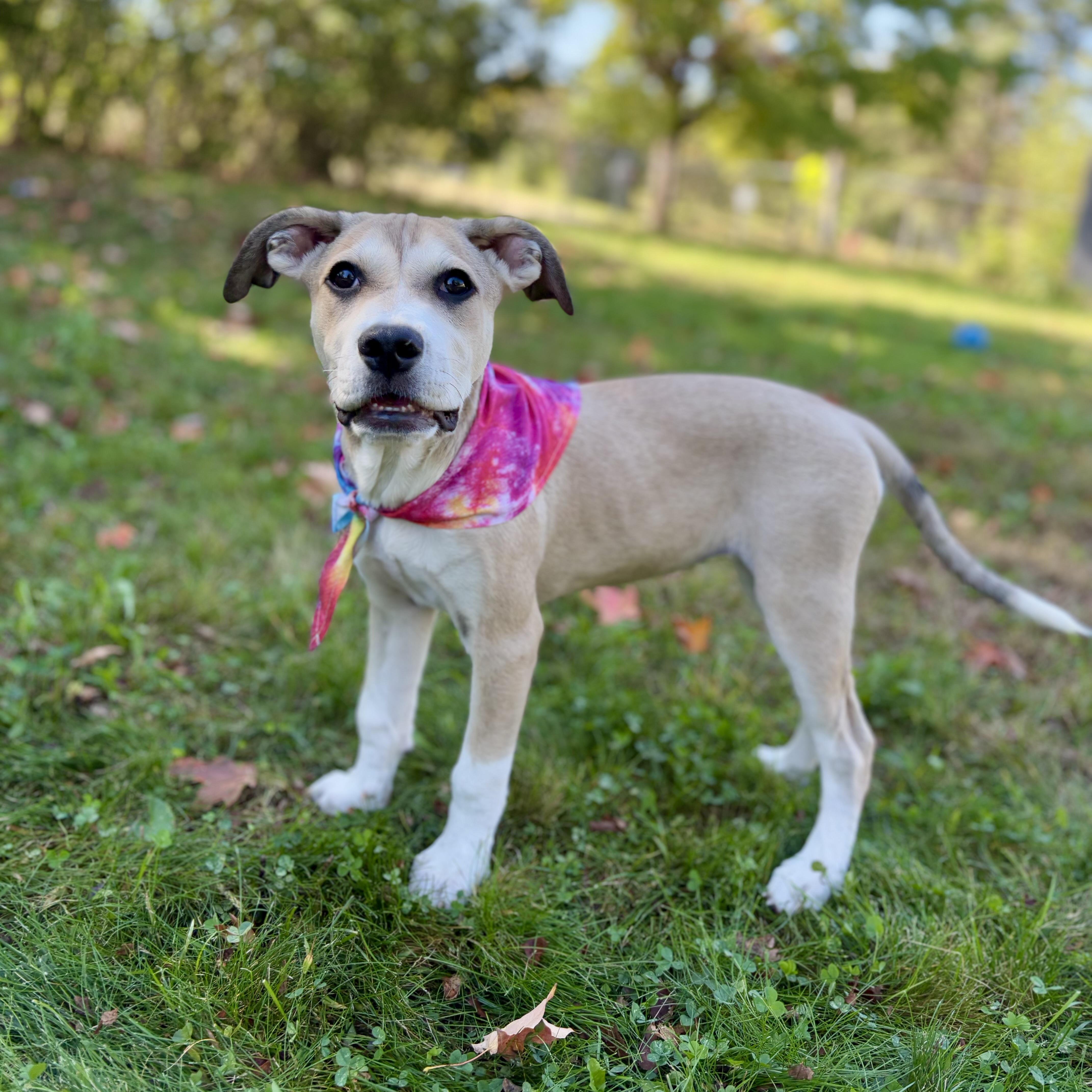 Charlie Girl