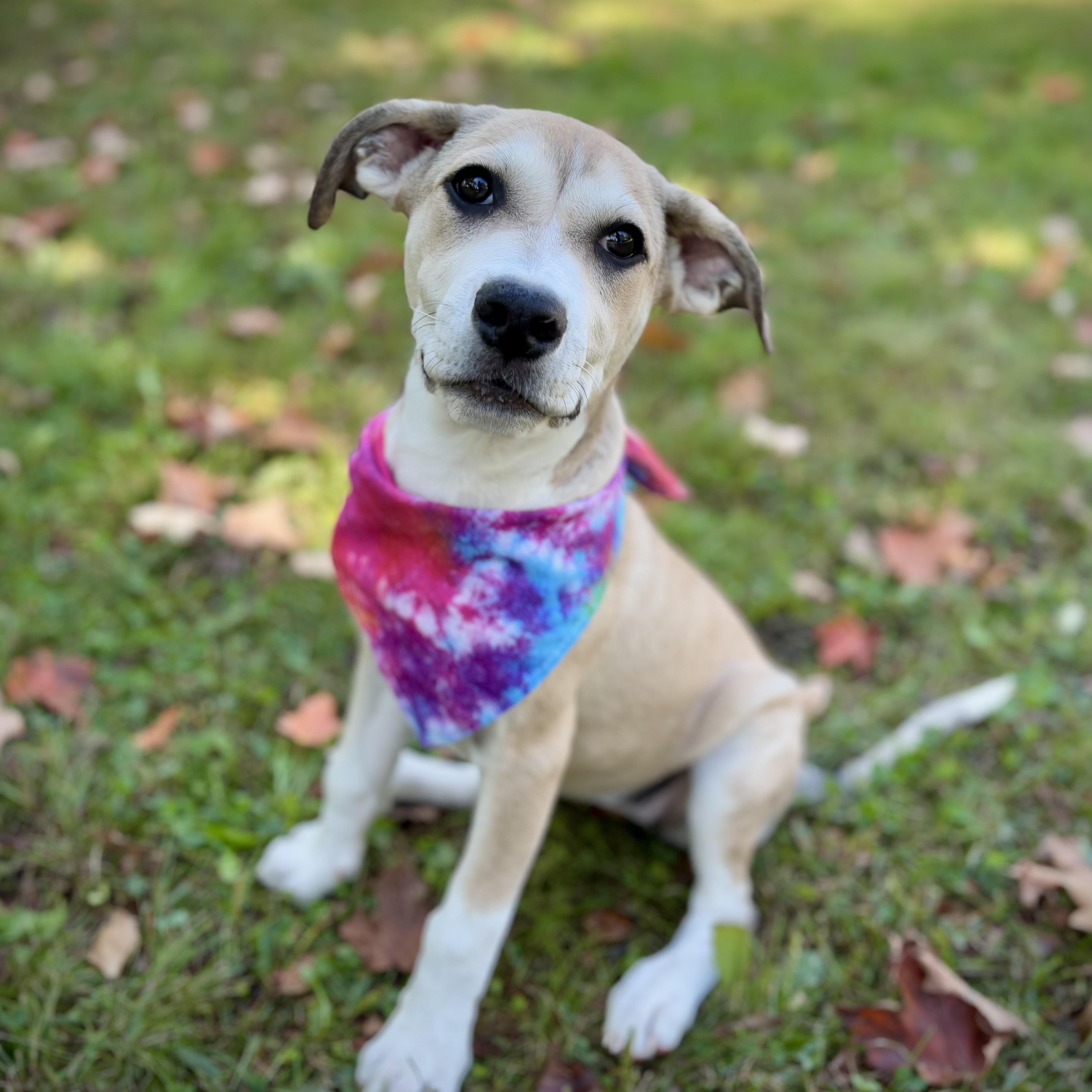 Charlie Girl