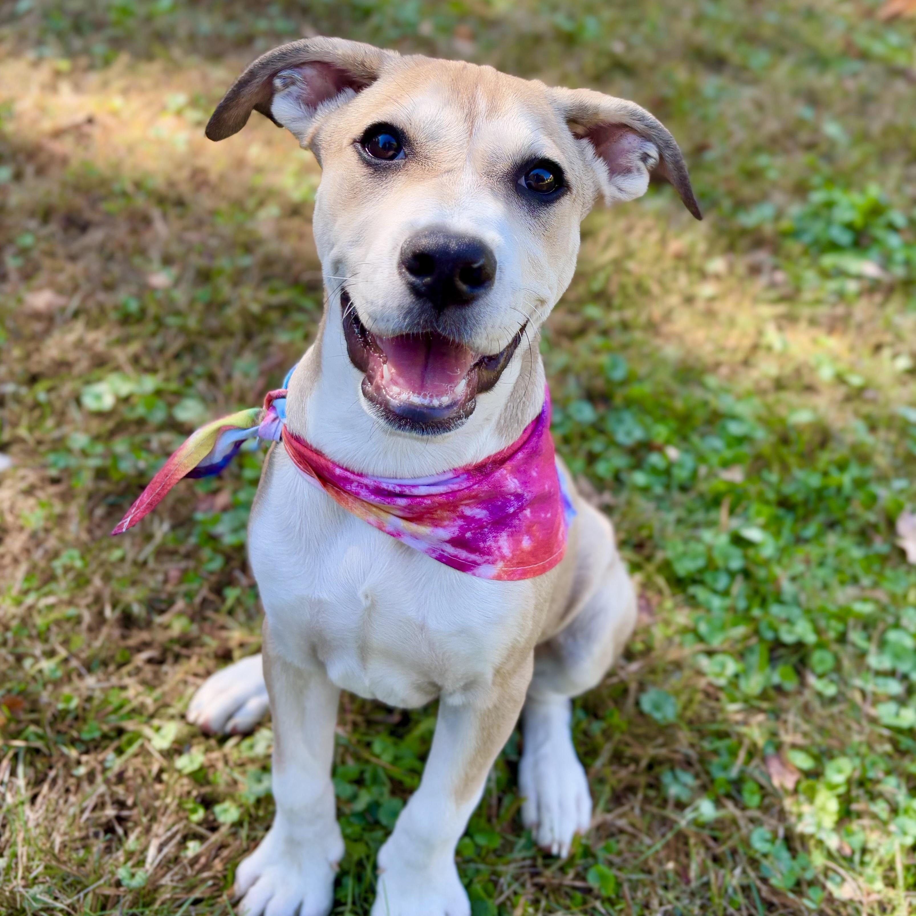 Charlie Girl