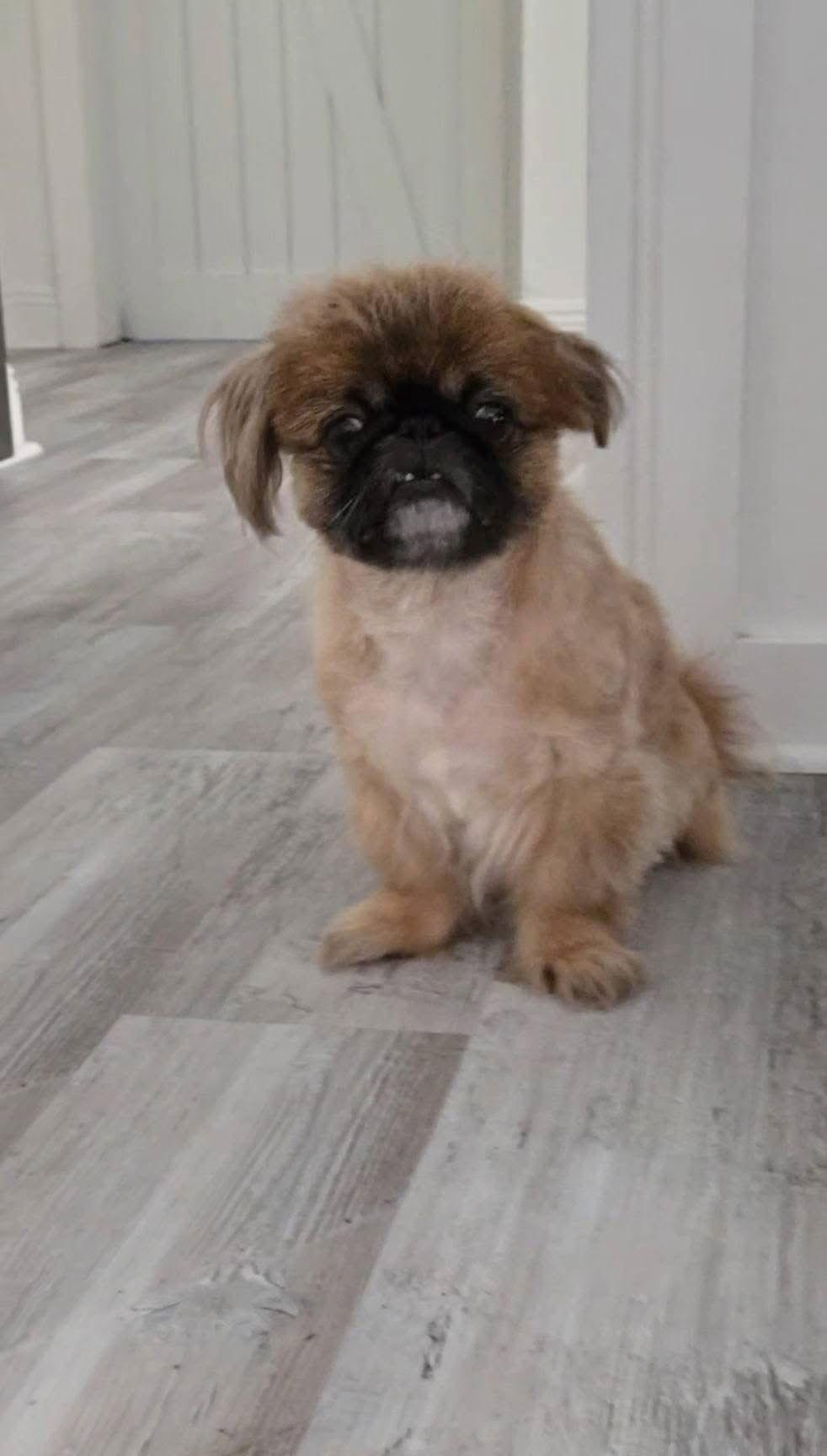 River, Adoptable, Adult Male Pekingese.