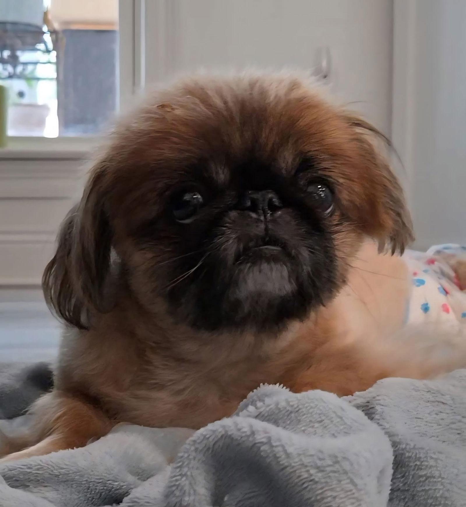 River, a Adoptable Pekingese in Gulfport, MS image 2/3