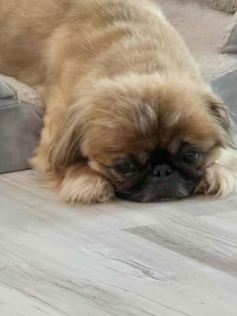 River, a Adoptable Pekingese in Gulfport, MS image 3/3