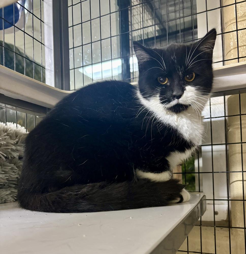 Enlarge Sissy, a Adoptable mixed breed in Kalamazoo, MI image 1/1