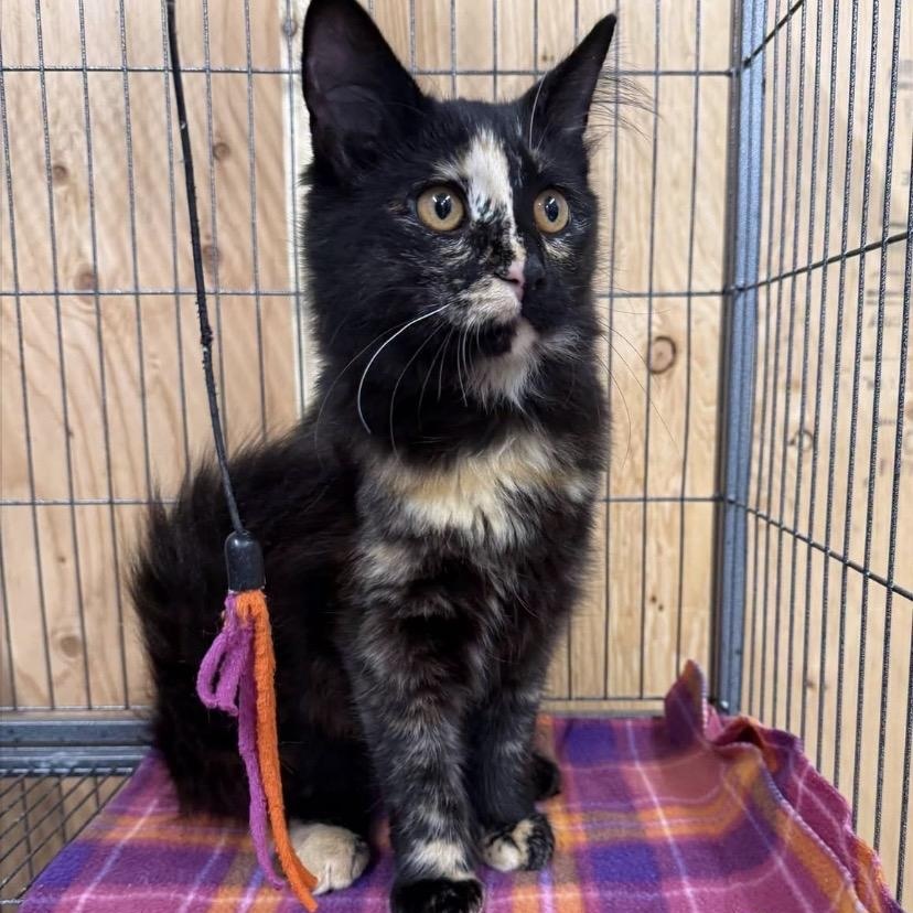 Nori, Adoptable, Young Male Domestic Long Hair.