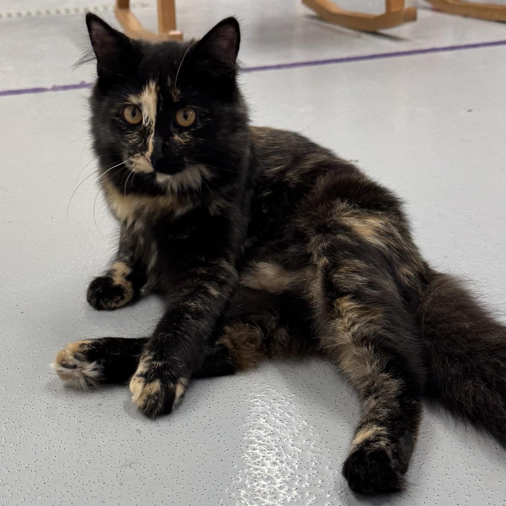 Enlarge Nori, a Adopted Domestic Long Hair in Morris, MN image 4/6