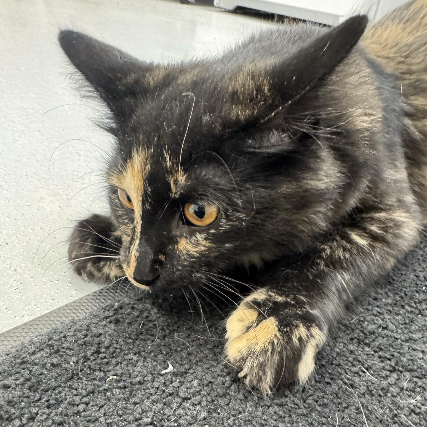 Enlarge Nori, a Adopted Domestic Long Hair in Morris, MN image 3/6