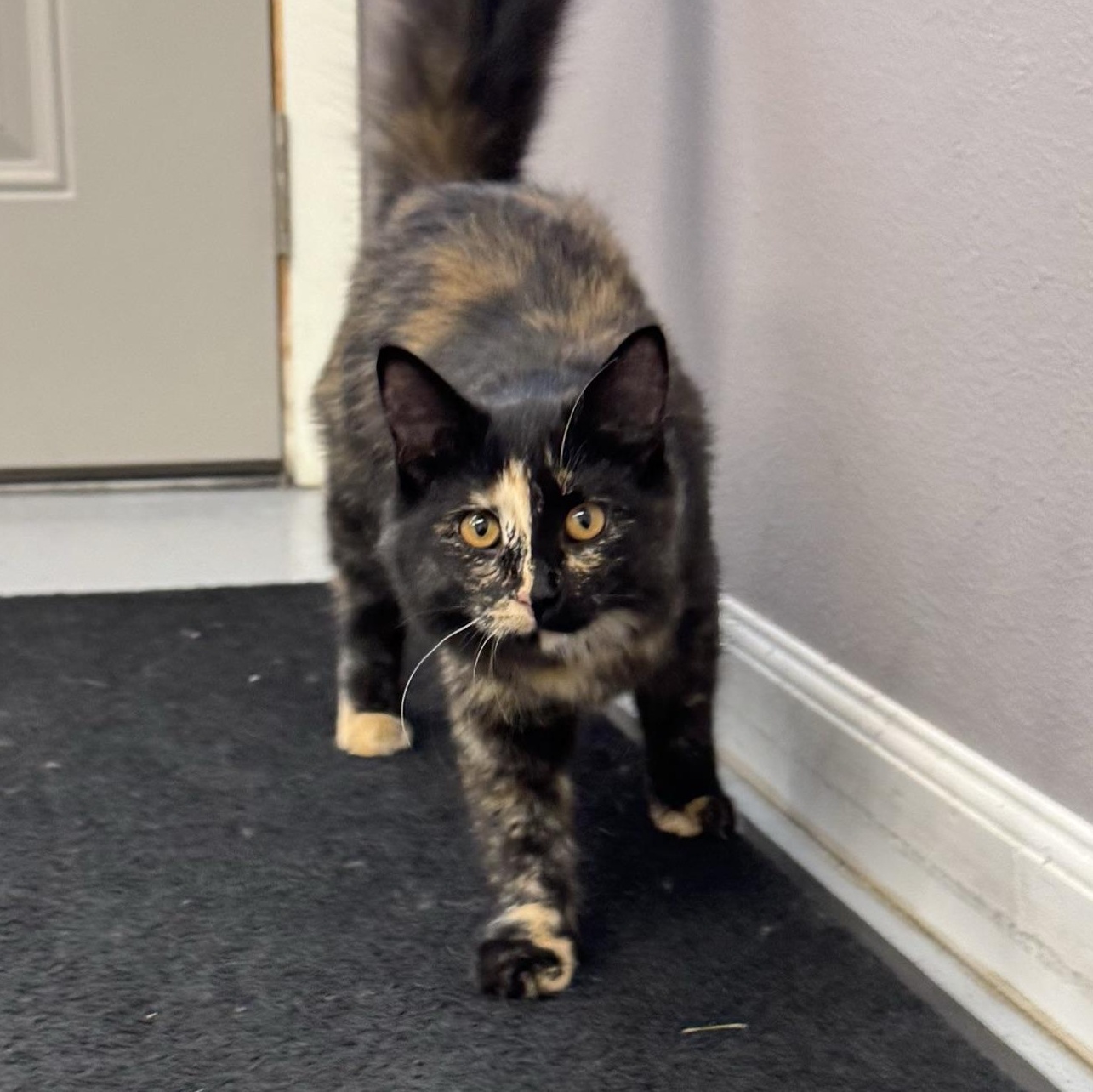 Enlarge Nori, a Adopted Domestic Long Hair in Morris, MN image 6/6